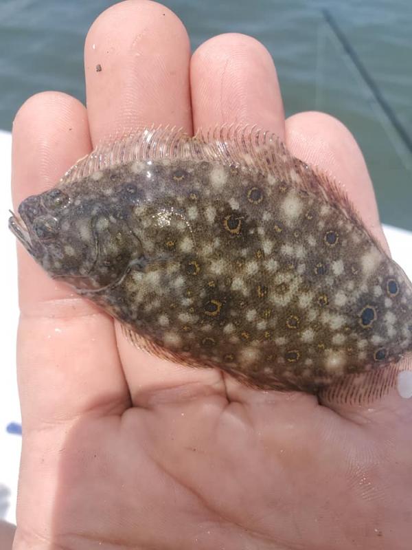 Baby Flounder